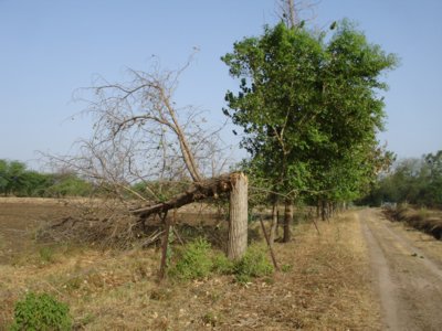 Poplar Downed in Storm